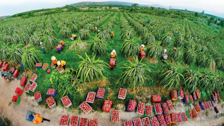 Thanh long Việt Nam tràn đầy cơ hội xuất khẩu