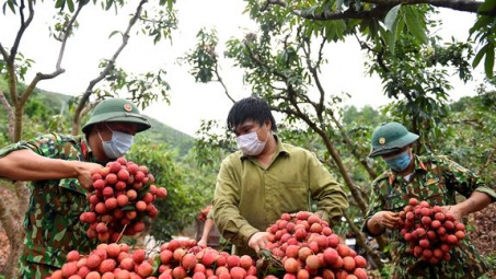 Vải thiều Hải Dương được mùa được giá