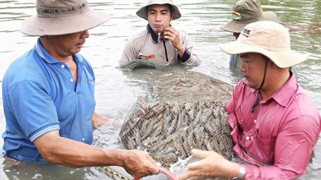 Phân lập, tuyển chọn và định danh vi khuẩn tía không lưu huỳnh, thử nghiệm khả năng xử lý sulfide trong nước ao nuôi tôm tại huyện Kiên Lương, tỉnh Kiên Giang
