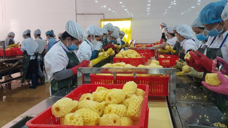 Gia Lai cần tập trung phát triển công nghiệp chế biến