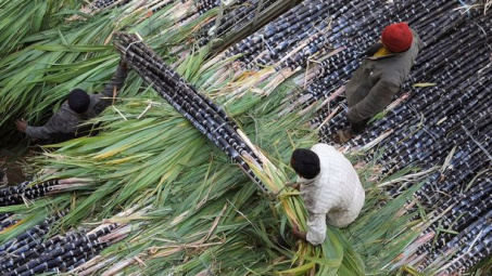 Ấn Độ có thể tiếp tục giới hạn lượng đường xuất khẩu trong năm sau, dự báo giá đường thế giới tiếp tục tăng