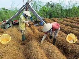 Nghiên cứu các nhân tố ảnh hưởng đến hiệu quả sản xuất nấm rơm tại huyện Lai Vung, tỉnh Đồng Tháp