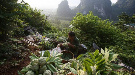 Phân bón Văn Điển: Đem màu mỡ cho đất vùng cao phía Bắc