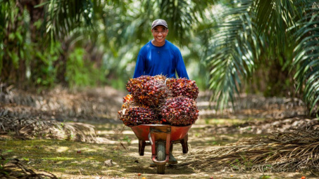 Malaysia nâng dự báo sản lượng dầu cọ năm nay