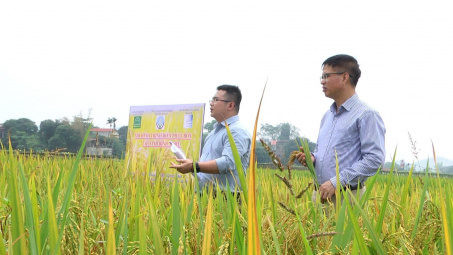 Mô hình trình diễn phân bón URÊ46RE của Đạm Ninh Bình trên cây lúa cho thấy hiệu quả vượt trội