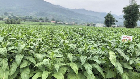 Xác định nhu cầu để phát triển vùng trồng nguyên liệu thuốc lá