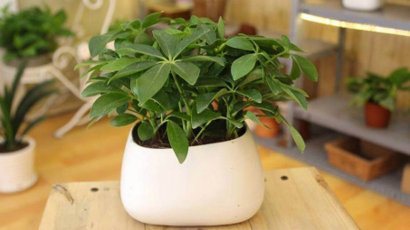 Nghiên cứu ảnh hưởng của các phương pháp trích ly đến thành phần hóa học của tinh dầu thân cây ngũ gia bì (Schefflera octophylla L.)