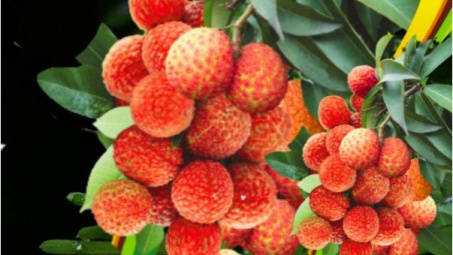 Bất chấp cước phí cao, vải Việt Nam cấp tập bay đến Australia