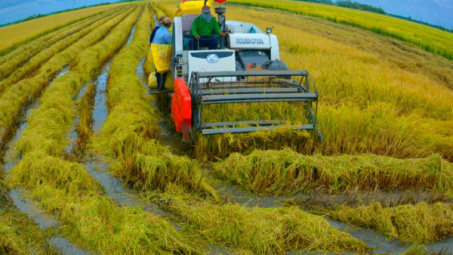 Giải pháp phát triển sản xuất lúa đặc sản trên địa bàn tỉnh Sóc Trăng