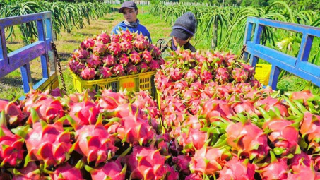 Để rau quả Việt vào thị trường Trung Quốc bằng con đường chính ngạch