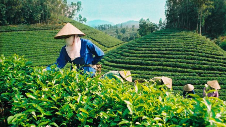 Nâng cao giá trị gia tăng cho chè xuất khẩu Việt Nam
