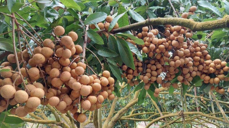 Sắp diễn ra Hội nghị xúc tiến tiêu thụ nhãn và nông sản tỉnh Hưng Yên năm 2022