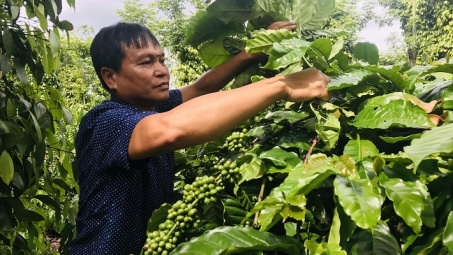 NESCAFÉ Plan: Giảm chi phí, tăng lợi nhuận từ mô hình nông nghiệp tái sinh