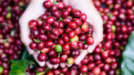 6 tháng đầu năm, xuất khẩu cà phê tăng gần 50% về trị giá