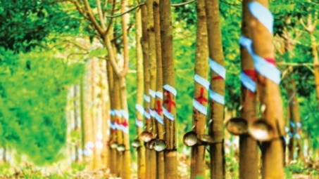 6 tháng, xuất khẩu cao su cán mốc hơn 1,3 tỷ USD