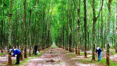 Pháp luật về quyền sử dụng đất lâm nghiệp tại Việt Nam: sự phát triển qua các thời kỳ