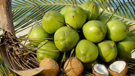 Dừa Việt Nam hiện diện tại Úc ngay cả trong mùa Đông