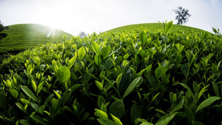 Phú Thọ phát triển chè thành ngành kinh tế chủ lực