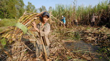 Đường nhập khẩu từ 5 nước ASEAN bị áp thuế tương đương đường mía Thái Lan