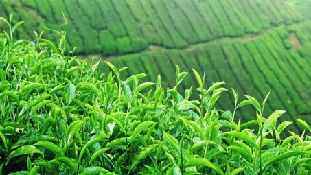 Phân bón Văn Điển: Giúp đất “sạch” hơn cho vùng chè xuất khẩu