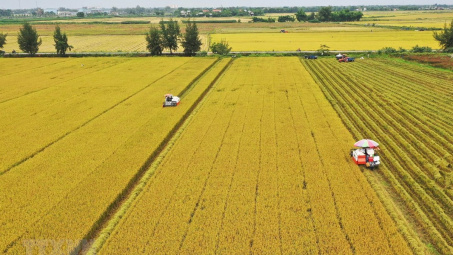 Hoạt động xuất khẩu gạo Việt Nam được nhận định sẽ tăng trưởng ổn định