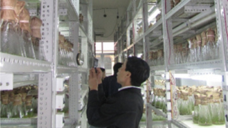 Nhân giống Bạch đàn PNCT3 và PNCTIV bằng phương pháp nuôi cấy mô