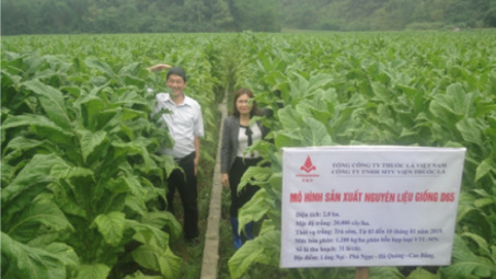 Kết quả chọn tạo giống thuốc lá mới D65 cho sản xuất nguyên liệu tại các tỉnh phía Bắc