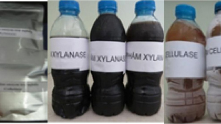 Nghiên cứu công nghệ chế tạo chế phẩm Enzyme trợ nghiền từ vi khuẩn - xạ khuẩn chịu nhiệt và ứng dụng trên dây chuyền sản xuất giấy Tissue