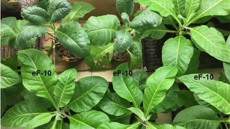 Nghiên cứu và xây dựng quy trình phòng chống bệnh chết gân mạng lưới (Potato Virus Y) gây hại cây thuốc lá ở các tỉnh phía Bắc, Việt Nam