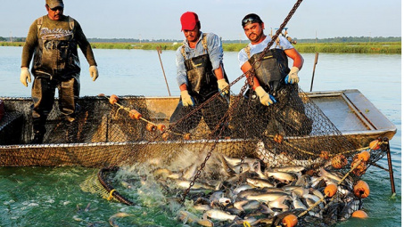 FAO dự báo 3 kịch bản cho ngành Thủy sản toàn cầu vào năm 2050