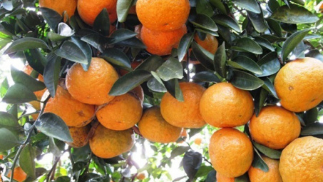 Phân bón Văn Điển: Nâng giá trị trái cam sành Hà - Tuyên