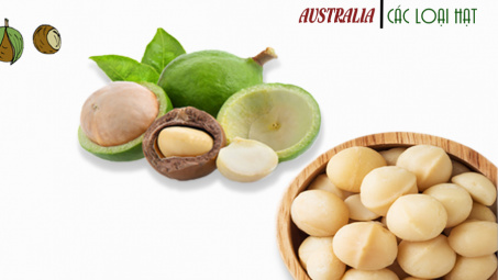 Nghiên cứu bảo quản và chế biến quả mắc ca sau thu hoạch