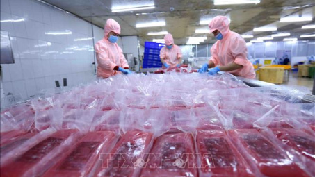 Xuất khẩu cá ngừ sang Bỉ duy trì tăng trưởng liên tục trong 2 năm