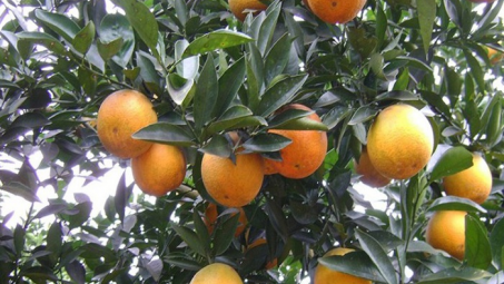 Phân bón Văn Điển: Cùng nông dân Hòa Bình làm giàu trên vùng đất chuyên canh