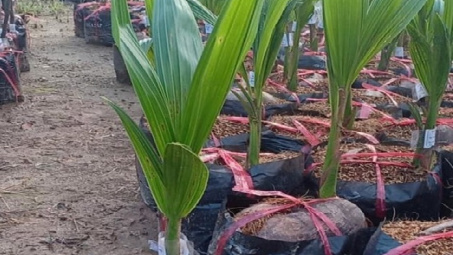 Hoàn thiện quy trình công nghệ sản xuất giống dừa sáp bằng phương pháp nuôi cấy phôi