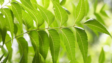 Xây dựng quy trình sản xuất dịch chiết lá neem Ninh Thuận bằng phương pháp cô đặc chân không và ứng dụng trong phòng ngừa sâu bệnh