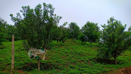 Mường Ảng – Đẩy nhanh tiến độ các dự án trồng cây mắc ca