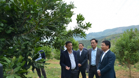 Điện Biên: Đẩy mạnh công tác tuyên truyền về phát triển cây Mắc ca