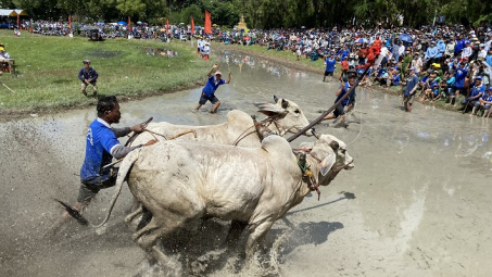 Rộn ràng ngày Hội đua bò Bảy Núi tranh Cúp Truyền hình An Giang lần thứ 27 năm 2022