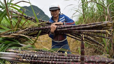 Mía Đường Sơn La (SLS): Sắp trả cổ tức 2021 bằng tiền tỷ lệ 100%