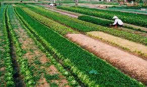 Một số hạn chế, vướng mắc trong giải quyết tranh chấp đất nông nghiệp tại Tòa án nhân dân hai cấp ở tỉnh Cao Bằng