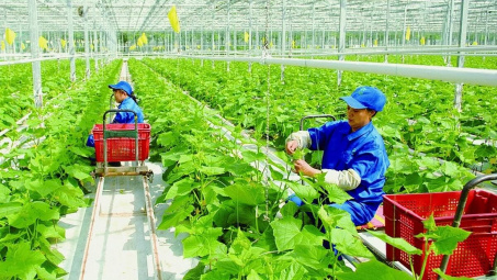 Phát triển các sản phẩm nông nghiệp chủ lực nhằm khai thác tiềm năng của tỉnh Nghệ An trong giai đoạn mới