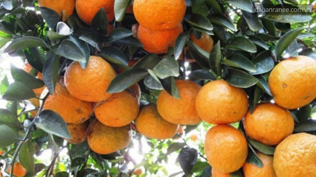 Phân bón Văn Điển: Biến đồi hoang cằn cỗi thành vùng chuyên canh nổi tiếng