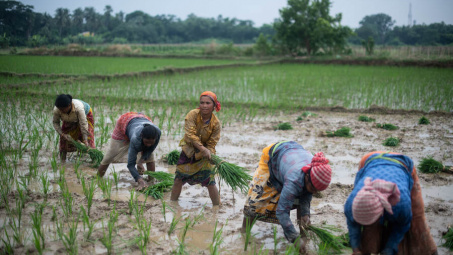 Giá gạo Ấn Độ chạm mức cao nhất 2 năm trở lại đây