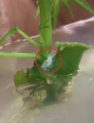 Hiệu quả phương pháp khử trùng và loại vật liệu ban đầu trong nghiên cứu nhân giống in-vitro Hippeastrum esquestre Herb