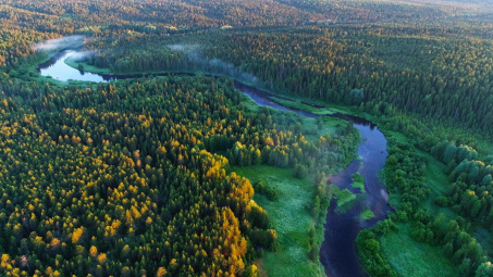 Khám phá 5 khu rừng tự nhiên lớn nhất thế giới