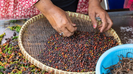 Giá tiêu hôm nay 11/10: Sau 3 tháng tăng liên tiếp, giá tiêu xuất khẩu quay đầu giảm nhẹ