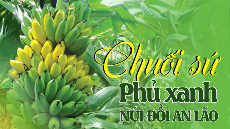 Chuối sứ phủ xanh núi đồi An Lão