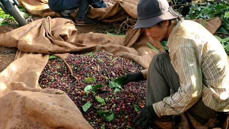 Giá cà phê hôm nay 12/10: Đà giảm chưa dừng, rơi xuống đáy 4 tháng