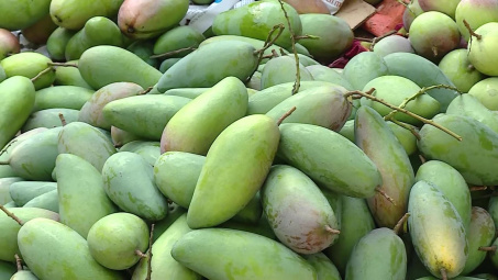 Chắp cánh cho xoài Sơn La bay cao, bay xa
